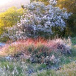 Ceanothus blooming in Garner Valley.