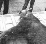 Two mountain lions were killed in January and February of 1988 when the State Department of Fish and Game determined them to be a threat to public safety after the male killed a 45-pound sheepdog. The female cat seemed unhealthy and was staying too close to residential areas. The cats were taken to the Fish and Game hatchery.  File photo
