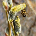 A willow catkins blooms in County Park before last week’s snowfall.          Photo by Bruce Watts