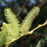 At left, a male willow.  Below, a female  willow. Photos by Bruce Wats