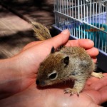 County Park employee holds Sully, a baby ground squirrel. Photos by Bruce Watts