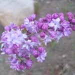 Blooms and art combine for Idyllwild lilac walk