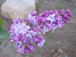 Idyllwild lilacs begin to bloom