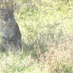 Another bobcat sighting in Garner Valley