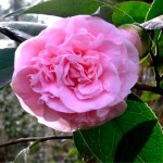 Camelias go center stage for winter blooms