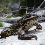 Endangered yellow-legged frog surviving: Potential comeback foreseeable