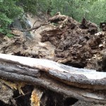 Fallen tree remains on Ernie Maxwell Trail