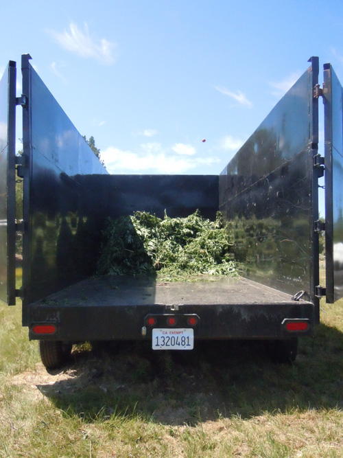 Agents remove 12,000 to 15,000 marijuana plants from three Lake Hemet areas