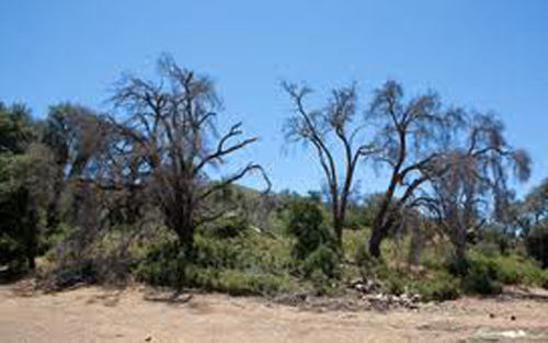 Forest Service response to oak borer in San Diego County