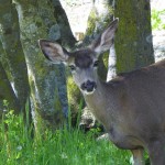 Speaking for the Animals: The Year of the Deer? …