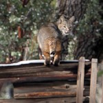 Bobcat sighting