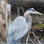 Great blue heron detours to the Hill