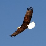 Final bald eagle count records seven