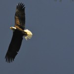 Bald eagle sighting