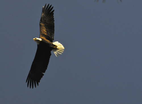 Bald eagle sighting