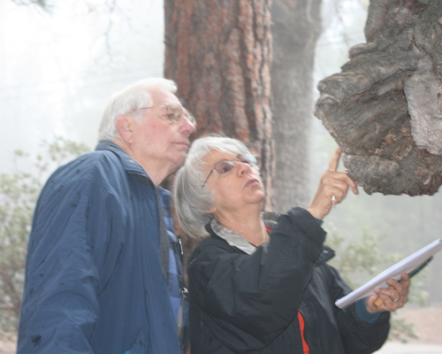 Goldspotted oak borer private land inspections begin