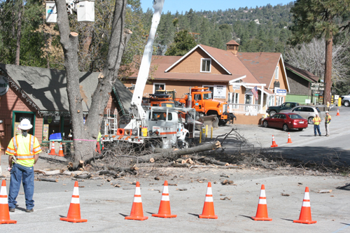 Highway 243 closed for oak borer-infested tree removal