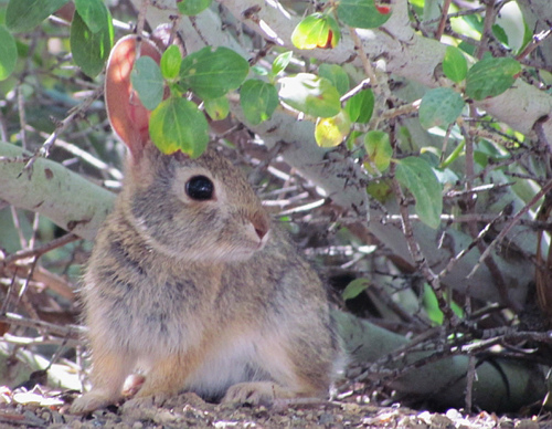 PHOTOS: The local critter population