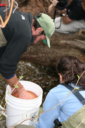 Zoo-raised Yellow-legged frogs to be released