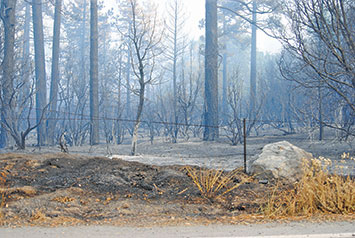 An area burned during the July Mountain Fire.   File Photo