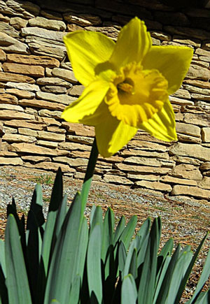 More than a week ago, the unusually warm and spring-like winter weather encouraged daffodils to bloom in Mountain Center. Photo by Doris Lombard