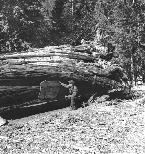 The George Thomas cedar, blown down in a heavy wind storm in November 1957. File photo