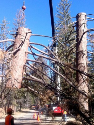 This dead tree was about 250 years old. Last Wednesday, Southern California Edison’s contractor, Pino Tree Service, removed the tree after several hours of work by taking down sections to avoid danger to power lines along Tollgate Road. Riverside County Transportation assisted in traffic control and removed the remaining stump the following day because of its proximity to the road. 