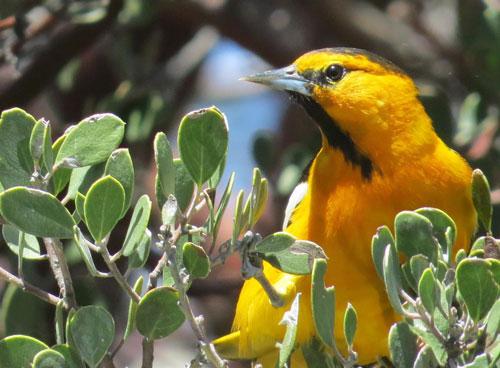 A Bullock’s oriole visits Mountain Center last week. Photo by Doris Lombard 