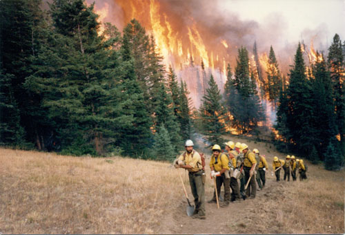 Vista Grande Hotshots fighting the Yellowstone fires of 1988 in the national park.  VG Hotshot file photo