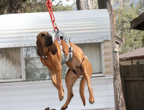 Search and rescue dog harness tested Various law enforcement  agencies from all over Southern California  took on K-9 training at  a pine tree behind  Nomad Ventures last Wednesday morning,  April 9. They were  testing a new harness  to hoist canines  into helicopters.  Inga the bloodhound  took it all in stride. Photo by Dolores Sizer