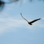 Pair of bald eagles still call Lake Hemet home
