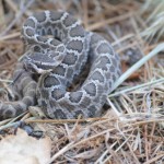 25 rattlesnakes caught on private property last week
