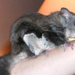 Suit filed to protect flying squirrel
