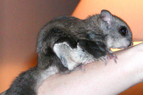 A San Bernardino flying squirrel is small. Photo by Darleen Ortlieb Frechen, courtesy of the Center for Biological Diversity 