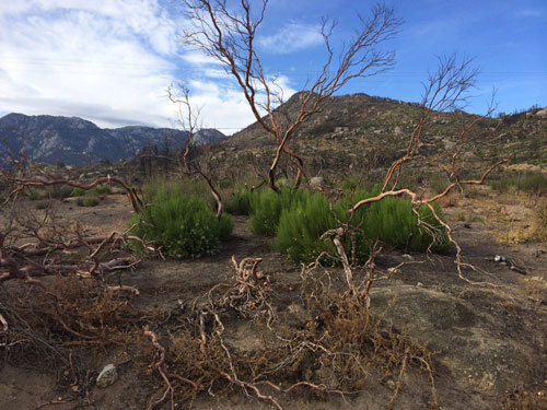 New green vegetation is beginning to grow in the area blackened and denuded from the Mountain Fire last July. Photo by Marshall Smith