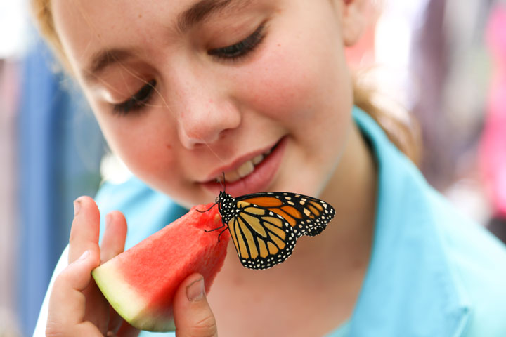 BUTTERFLY DAZE: Alexandra Wright takes the opportunity to view a butterfly up close during the Idyllwild Nature Center’s annual Butterfly Daze on Saturday, Aug. 9.         Photo by Cheryl 