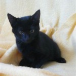 critters-black-kitten1