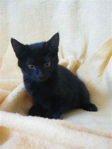 critters-black-kitten1