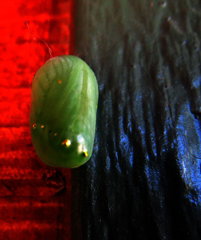 After about two weeks, the caterpillar attaches itself to a stem or a leaf using silk and transforms into a chrysalis (left). The chrysalis transforms or metamorphoses to become an adult butterfly that emerges in about 10 days.      Photo by Doris Lombard