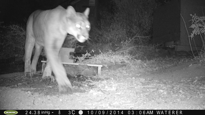 A mountain lion caught on video at the James Reserve.      Photo courtesy James Reserve 