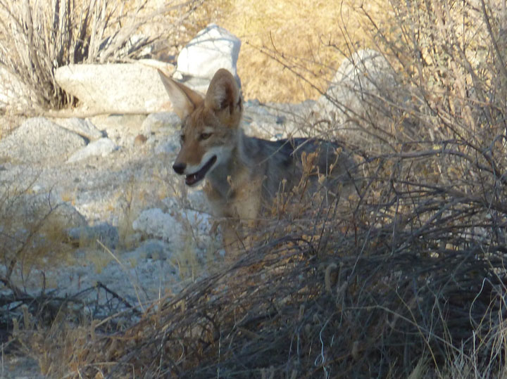 A coyote pup at Deep Canyon in Palm Desert near the Living Desert. Photo by Dr. Jennifer Gee 