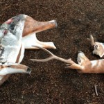 Deer damaged due to DUI driver — Surveillance videos show scene