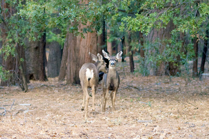 A couple of deer feeding along Darryl Road this week. Photo by Gallagher Goodland