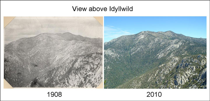 “Because there was so much logging in Strawberry Valley in the late 1800s, the landscape used to be more open, evident in the photos above. Also note that 2010 depicts more vegetation at higher elevations, which we think may be due in part to the gradual warming of average temperatures in the mountains,” Dr. Jennifer Gee wrote. Photo (left) by Joseph Grinnell (1908) and photo (right) by Dr. Lori Hargrove (2010) 