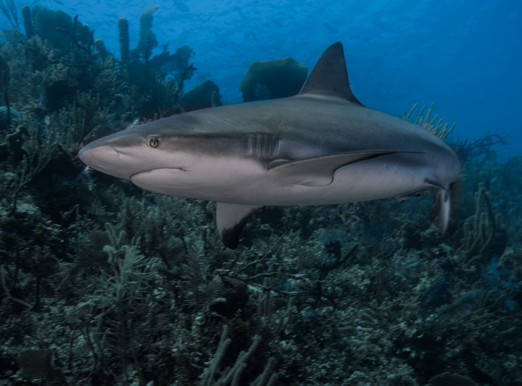 A Cuban Blacktrip Shark, photographed by Erin O’Neill during her recent trip to Cuba with the Women Divers Hall of Fame. Photo courtesy Erin O’Neill