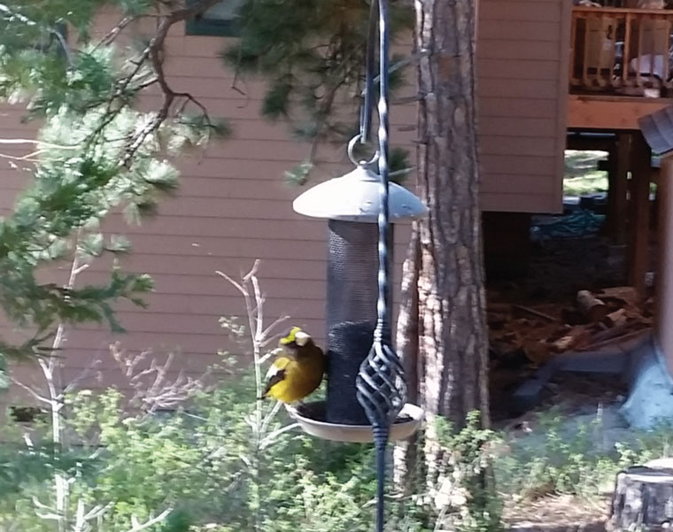 An Evening Grosbeak on Thom and Barbara Wallace’s nyjer feeder last Friday. According to the Cornell Lab of Ornithology, this finch is declining in numbers and becoming more uncommon, particulary in the Eastern United States. Photo by Thom Wallace