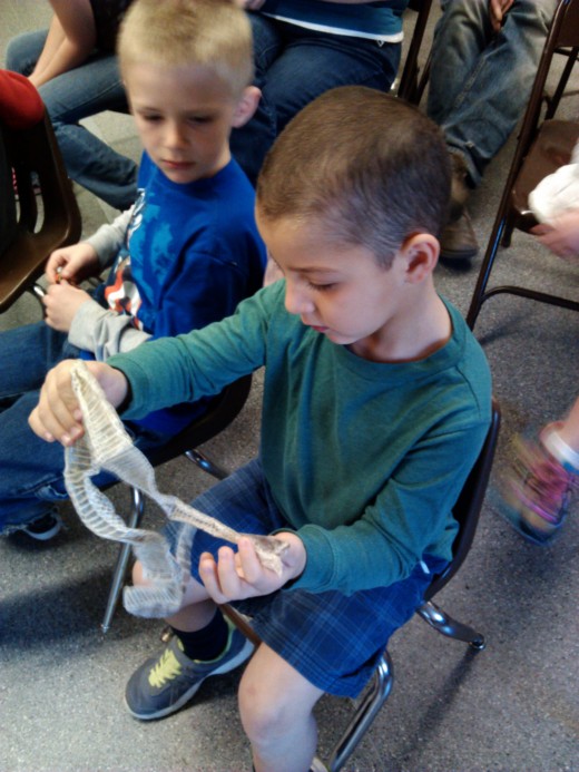 Zeyn Hagi checks out the skin shed from a King snake during Wildlife Biologist Todd Hoggan’s presentation at Town Hall during its “What do you want to be when you grow up?” week. Photo by Wendy Watts 