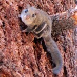 Forest Service seeking San Bernardino flying squirrel