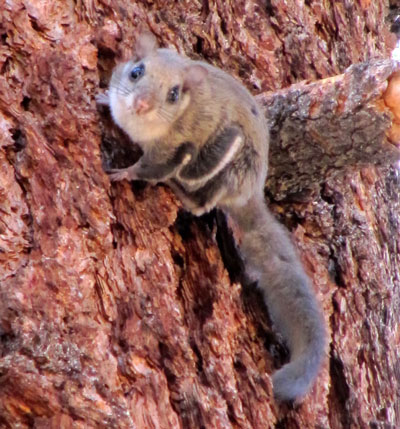 San Bernardino flying squirrel. Photo courtesy of the U.S. Forest Service
