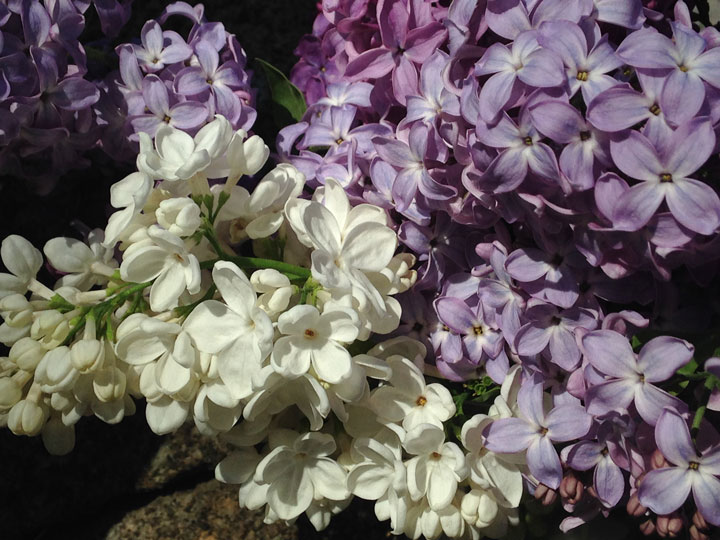The scent of lilacs is heavy in town this week. The Garden Club will host a Lilac Tea at Alpenglow Gardens in Fern Valley on May 2 and 3 as well as an educational talk at the library and Lilac-inspired art show at the Caine Learning Center.  Photo by Teresa Garcia-Lande